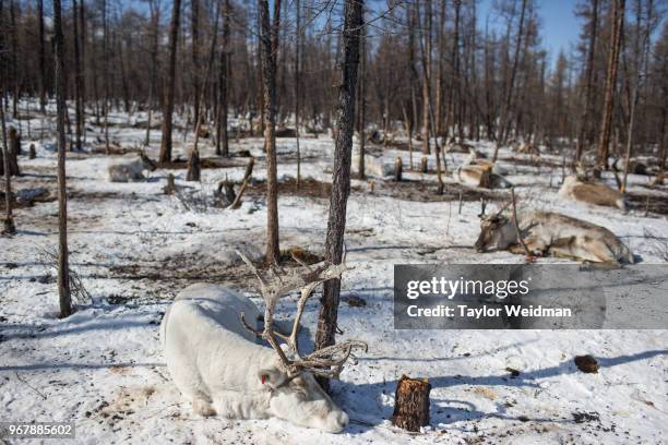 Reindeer sleep near Tsagaan Nuur, Mongolia.