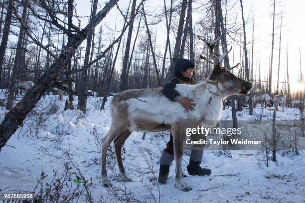 Dukha boy plays with a reindeer near Tsagaan Nuur, Mongolia.