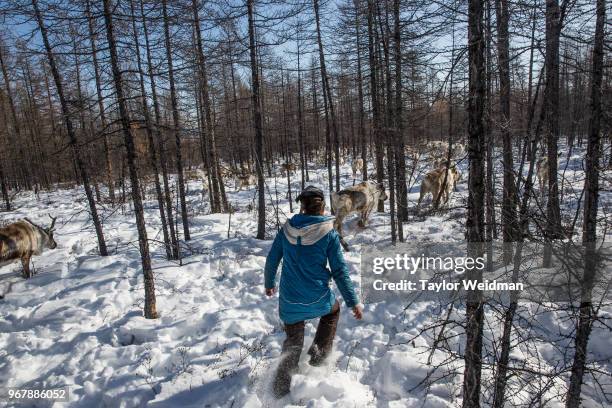 After the reindeer returned from their grazing grounds early, Dukha men and women herd the animals to a camp in the East Taiga near Tsagaan Nuur,...