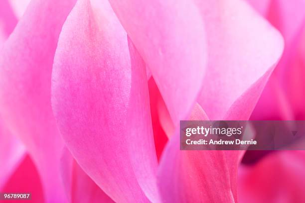 cyclamen persicum - cerise stock pictures, royalty-free photos & images