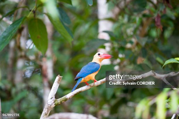 Asie,Bornéo,Malaisie,Sabah,rivière Kinabatangan,Martin-chasseur gurial .