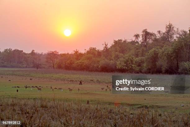 Asie, Inde, Maharashtra, Réserve de Tadoba Andhari, Parc national de Tadoba, point d'eau.