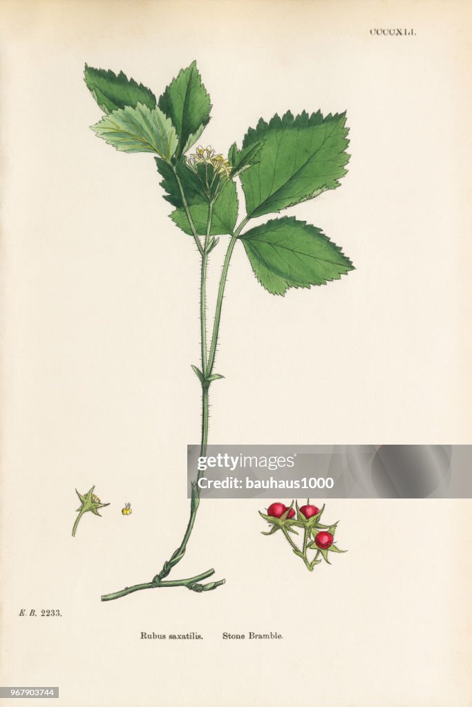 Pedra Bramble, Rubus saxatilis, ilustração botânica vitoriana, 1863