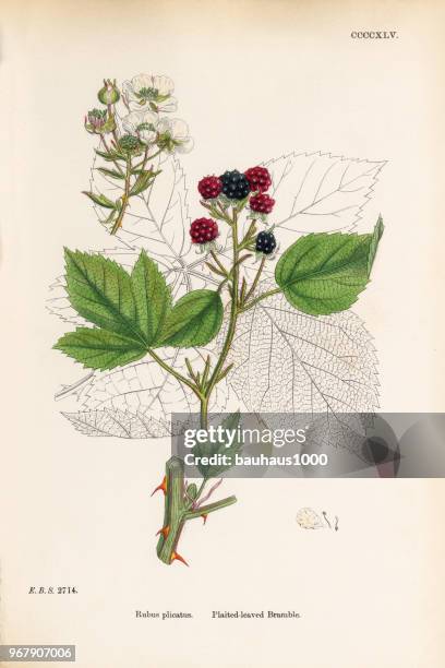 plaited-leaved bramble, rubus plicatus, victorian botanical illustration, 1863 - thorn stock illustrations