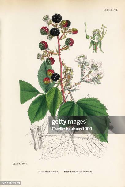 sanddorn-leaved brombeere, rubus rhamnifolius, viktorianischen botanische illustration, 1863 - lithographie stock-grafiken, -clipart, -cartoons und -symbole