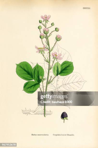cuspidate-leaved bramble, rubus mucronulatus, victorian botanical illustration, 1863 - wild raspberry stock illustrations