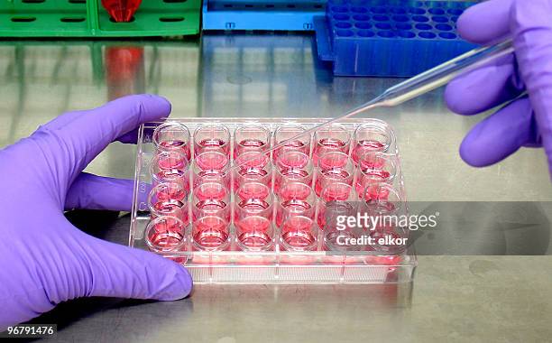 la coltura di cellule - inseminazione artificiale foto e immagini stock