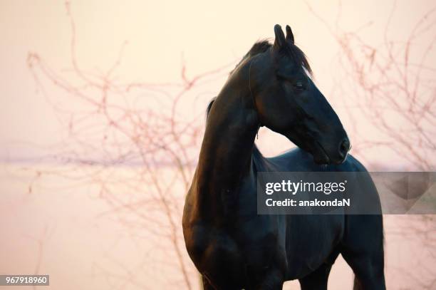 black marwari stallion posing nearly lake at sunset. india - pink horse stock pictures, royalty-free photos & images