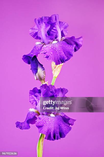 purple bearded iris - the purple iris stock pictures, royalty-free photos & images