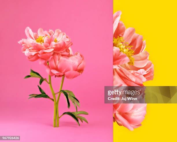 Side by side image of pink peonies in bloom
