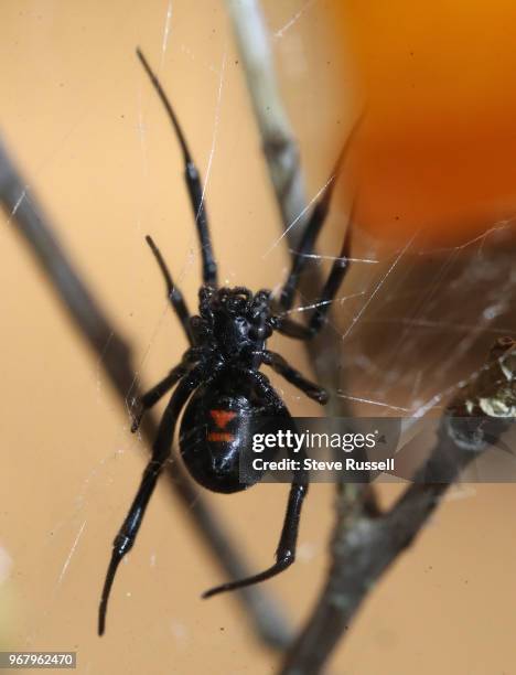 Black widow spider. A look behind-the-scenes at the Royal Ontario Museums Live Room and curatorial workshop for their upcoming display "Spiders: Fear...