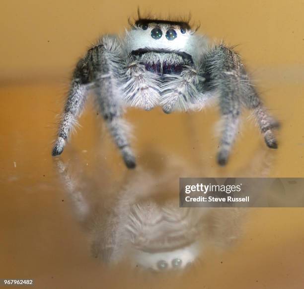 The regal jumping spider, is a largest species of jumping spider in eastern North America. This a female, the spiders also have a smiling face on...