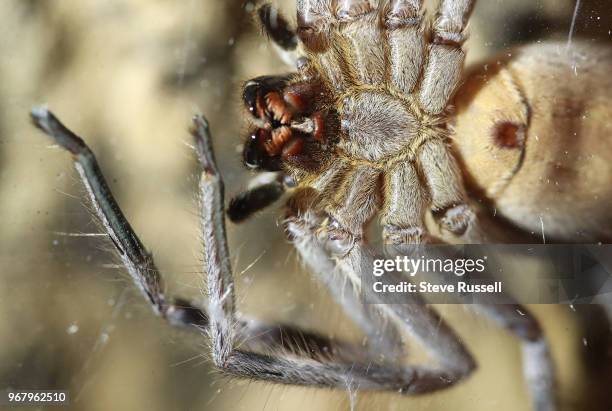 Look under the huntsman spider. A look behind-the-scenes at the Royal Ontario Museums Live Room and curatorial workshop for their upcoming display...