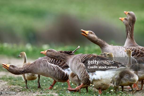 goose in natur - graugans stock-fotos und bilder