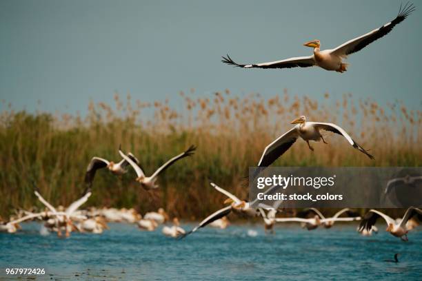 vogels in de donaudelta - donau vallei stockfoto's en -beelden