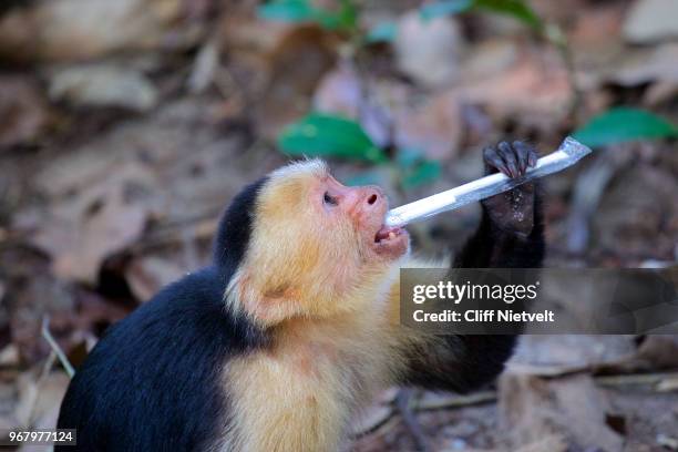 white-headed capuchin monkey and plastic straw - plastic animals stock pictures, royalty-free photos & images
