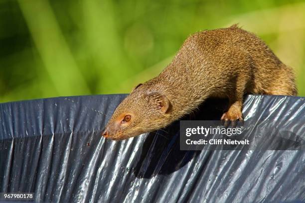 small asian (javan) mongoose in the garbage - mongoose stockfoto's en -beelden