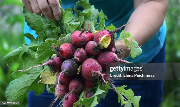 bouquet of radishes - macedonia country stock pictures, royalty-free photos & images