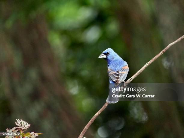 blue grosbeak - blue cardinal bird stock-fotos und bilder