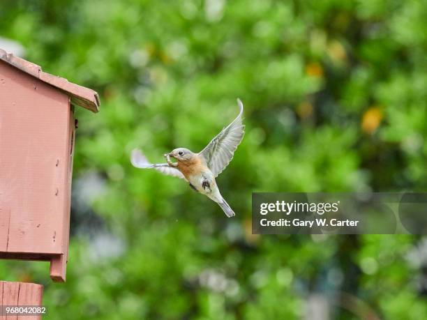 eastern bluebird - eastern bluebird fotografías e imágenes de stock