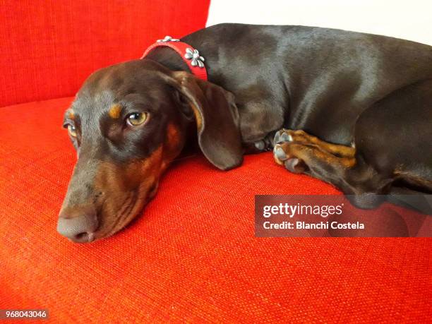 portrait of a miniature teckel - el-puerto-de-santa-maría photos et images de collection