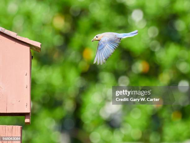 eastern bluebird - eastern bluebird fotografías e imágenes de stock