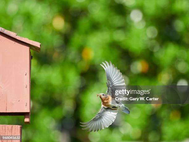 eastern bluebird - eastern bluebird fotografías e imágenes de stock