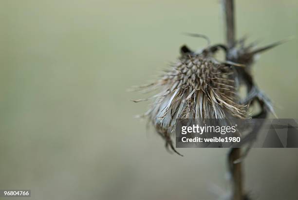 distel macro - distel stock pictures, royalty-free photos & images
