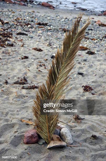 human-made arrangement of dead palm leaves and rocks on a beach - kiama stock-fotos und bilder