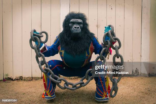 person in gorilla mask and american costume holding large broken chain - masked musicians stock pictures, royalty-free photos & images