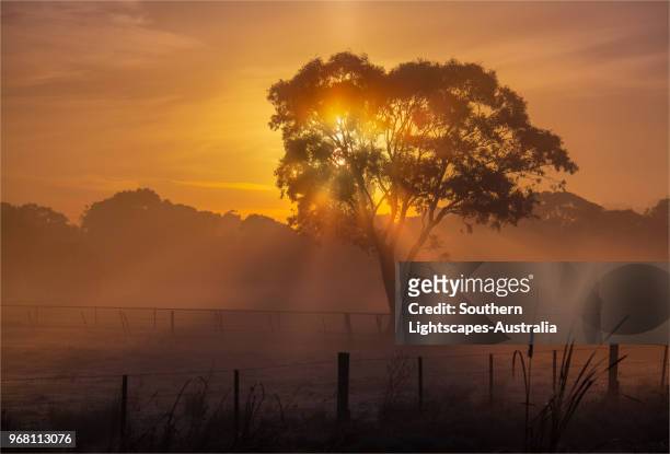 a winter's dawn with rising mist, in the semi-rural area of bangholme near keysborough south, victoria, australia. - australian winter landscape stock pictures, royalty-free photos & images