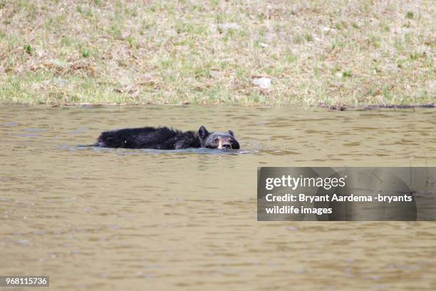 swim time - omnivorous stock pictures, royalty-free photos & images