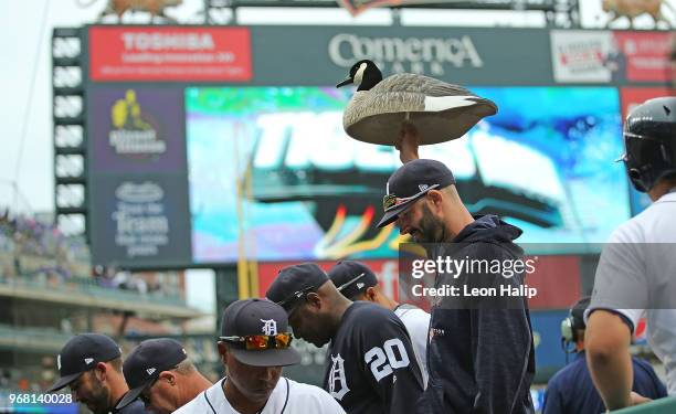 Mike Fiers of the Detroit Tigers carries the Rally Goose back into the dugout after the win over the Toronto Blue Jays at Comerica Park on June 2,...