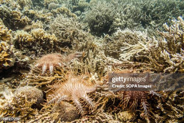 Starfish seen under water. A Crown of Thorns Starfish cull was carried out by volunteers at TRACC in Sabah, Malaysia. This invasive species is...