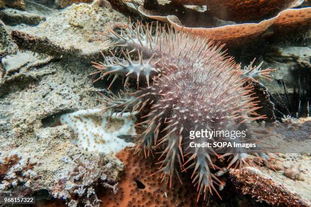 Starfish seen under water. A Crown of Thorns Starfish cull was carried out by volunteers at TRACC in Sabah, Malaysia. This invasive species is...