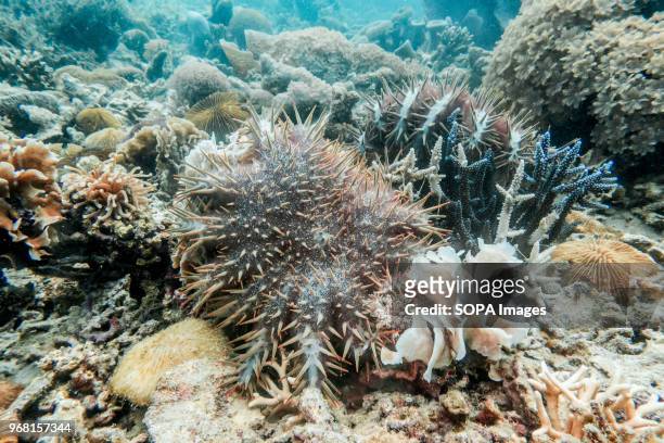Starfish seen under water. A Crown of Thorns Starfish cull was carried out by volunteers at TRACC in Sabah, Malaysia. This invasive species is...