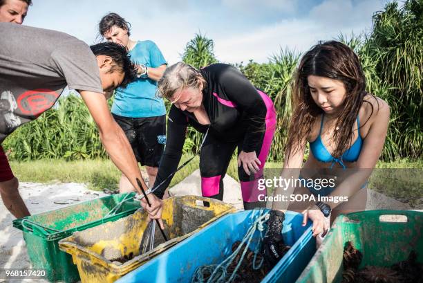 Volunteers seen preparing the starfishes to be released into the sea. A Crown of Thorns Starfish cull carried out by volunteers at TRACC in Sabah,...