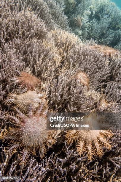 Starfish seen in the water. A Crown of Thorns Starfish cull carried out by volunteers at TRACC This invasive species is detrimental to coral reefs....