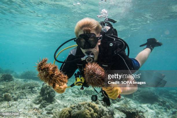 Conservation Volunteer removes Crown of Thorns Starfish during an operation to rid the reef of this invasive species to prevent further damage to the...
