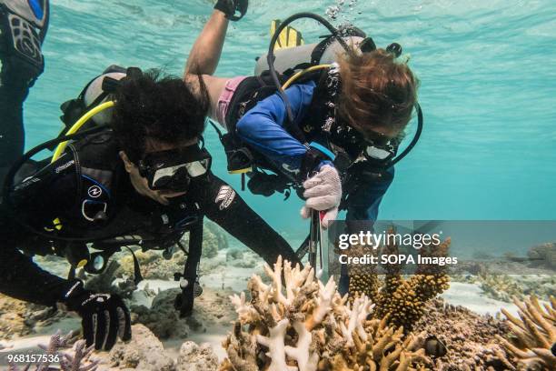 Conservation Volunteers remove a Crown of Thorns Starfish during an operation to rid the reef of this invasive species to prevent further damage to...