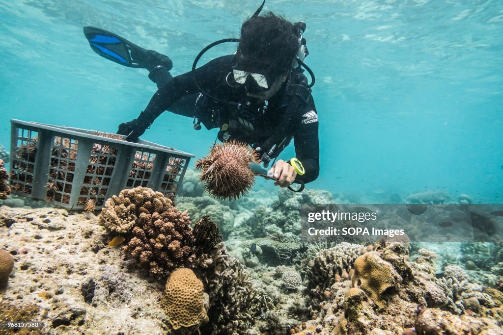 A TRACC Conservation Volunteer removes a Crown of Thorns...