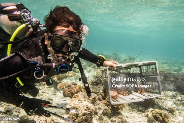 Conservation Volunteer removes a Crown of Thorns Starfish during an operation to rid the reef of this invasive species to prevent further damage to...