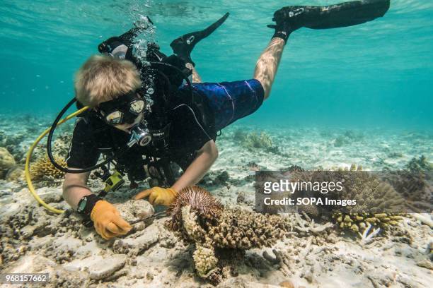 Conservation Volunteer removes a Crown of Thorns Starfish from the coral it has been eating, during an operation to rid the reef of this invasive...