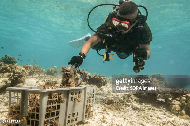 Conservation Volunteer removes a Crown of Thorns Starfish during an operation to rid the reef of this invasive species to prevent further damage to...