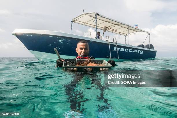 Conservation Volunteer removes a crate of Crown of Thorns Starfish from the water during an operation to rid the reef of this invasive species to...