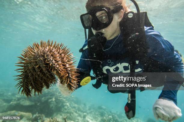 Conservation Volunteer removes a Crown of Thorns Starfish during an operation to rid the reef of this invasive species to prevent further damage to...
