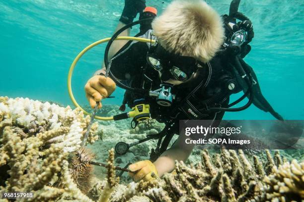 Conservation Volunteer removes a Crown of Thorns Starfish from the coral it has been eating, during an operation to rid the reef of this invasive...