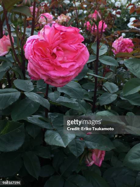 pink rose bush - eriko tsukamoto foto e immagini stock