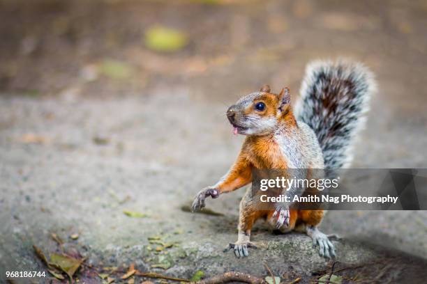 186 Mexican Squirrel Stock Photos, High-Res Pictures, and Images