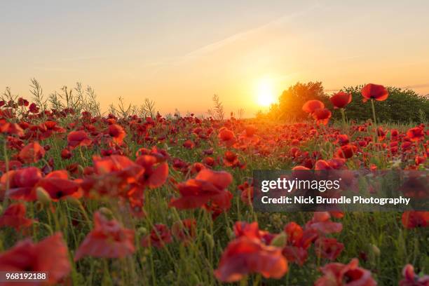 the great outdoors - oriental poppy imagens e fotografias de stock